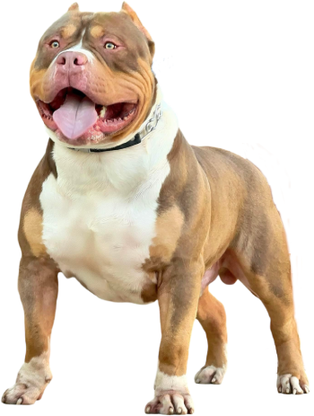 XL American Bully